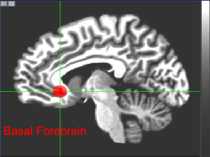 Basal forebrain